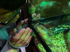 -帕帕拉兹宠物(亚洲旗舰店)