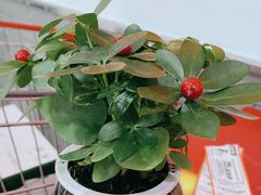 -大润发(康桥店)