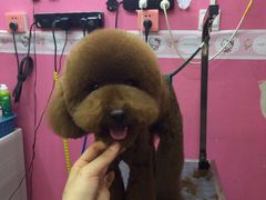 -爱宠屋pet shop·宠物洗澡·宠物美容