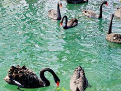 -长白岛森林公园