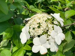 -桐乡植物园