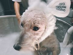 -Oh My Dog宠物沙龙(伊珊娜皮毛护理店)