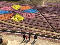 -杭州湾海上花田景区