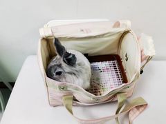 -北京观赏动物医院·24小时大型综合·猫专科·异宠专科