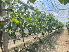 -马陆小张葡萄园农家乐