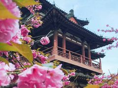 -西安青龙寺遗址景区