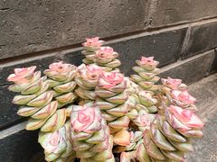 -马三妹跷脚牛肉(苏稽总店)