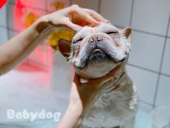 -BABYDOG宝贝狗宠物乐园(欧洲城店)