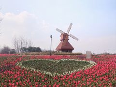 -杭州湾海上花田景区