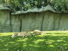 -北京野生动物园