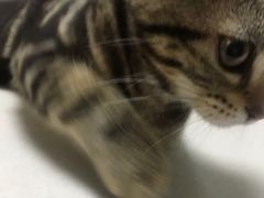 -美联众合宠物医院·爱萌分院·内外科·猫科中心
