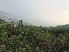 -青礁慈济宫