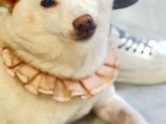 -柴犬小屋·柴餐厅·狗咖食堂(金鼎广场店)