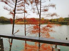 -昆山城市生态森林公园