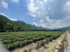 -中国茶叶博物馆(双峰馆区)