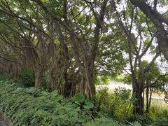 -大湾区中央湿地公园
