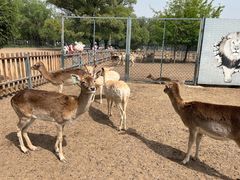 -北京麋鹿生态实验中心