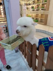 -Moni星球萌宠·小马宝莉·灵蛇·高端高阶全萌宠互动体验俱乐部(红豆国际广场店)