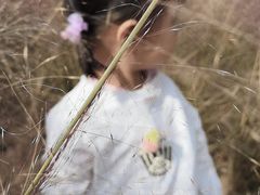 -大塘金香草谷