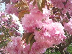 -济南国际园博园