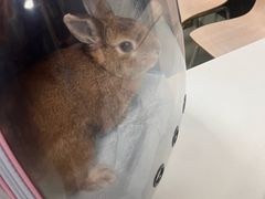 -美美宠物诊疗中心·异宠·骨科(滨江东信分院)