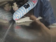 -半岛宠物医院24小时(科华中路店)