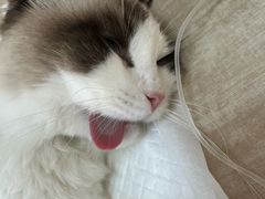 -北京观赏动物医院·24小时大型综合·猫专科·异宠专科