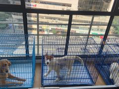 -Husky Go! 哈士奇体验馆·宠物咖啡厅狗咖