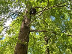 -黄海国家森林公园