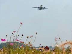 -空港花田景区