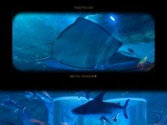 -海合安天津极地海洋公园
