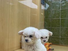 -帕帕拉兹宠物(亚洲旗舰店)