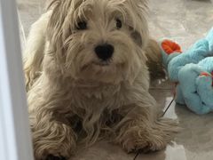 -美联众合动物医院·24h转诊中心