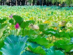 -四川大学(望江校区)