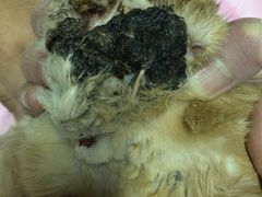 -北京观赏动物医院·24小时大型综合·猫专科·异宠专科