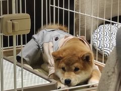 猪八戒-逗柴咖啡屋·狗咖猫咖宠物桌游