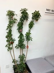 -美森形象