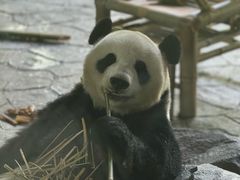 -上海野生动物园