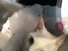 -瑞鹏宠物医院·爱宠堂·骨外专科(西荷分院)