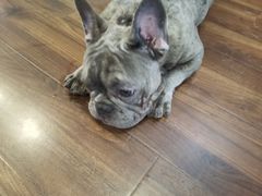 -柯斗斗主题餐厅·狗咖·围炉煮茶·茶饮(国瑞升平里店)