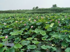 -荷塘月色湿地公园·向阳花洲