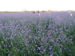 -赛汗塔拉风情园