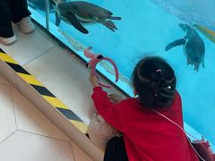 -帝企鹅自助餐厅•儿童岛•真企鹅(长隆企鹅酒店)