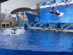 -上海海昌海洋公园