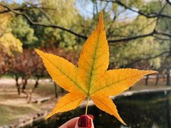 -上海共青森林公园