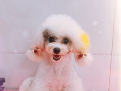 -宠屋宠物美容店