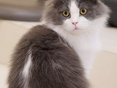 -飞行喵MR PILOT|猫舍·猫咖(静安大融城店)