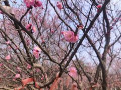 -开福禅寺