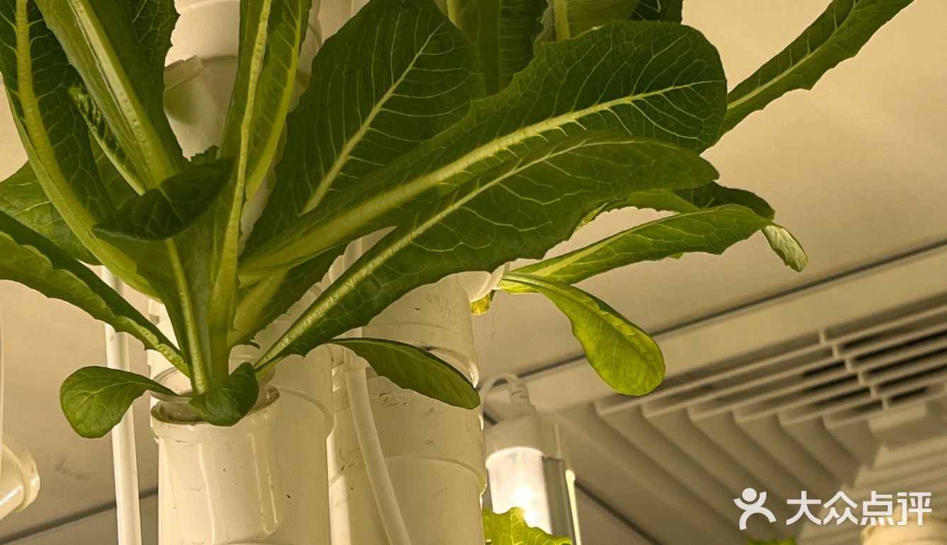 这家店用的是自己种的菜