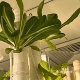 这家店用的是自己种的菜